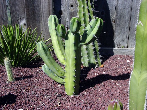 Myrtillocactus_geometrizans_3